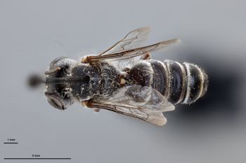 Media type: image;   Entomology 793804 Aspect: habitus dorsal view